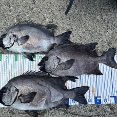 6月12日(金)午前便・イシダイ釣りの写真その4