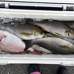 6月12日（金）午後便・イサキ釣りの写真その7
