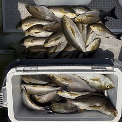 6月 13日(土)午前便・イサキ釣りの写真その6
