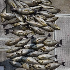 6月 13日(土)午前便・イサキ釣りの写真その7