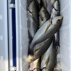 6月 13日(土)午前便・イサキ釣りの写真その10