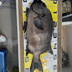 6月 13日（土）午前便・イシダイ釣りの写真その9