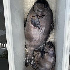 6月 13日（土）午前便・イシダイ釣りの写真その10
