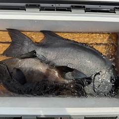 6月 13日（土）午前便・イシダイ釣りの写真その11