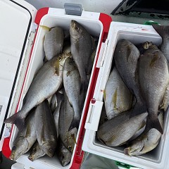 6月 13日（土）午後便・イサキ釣りの写真その8