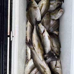 6月 13日（土）午後便・イサキ釣りの写真その11