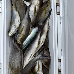 6月 14日（日）午前便・イサキ釣りの写真その6
