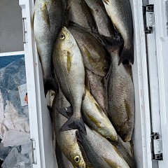 6月 14日（日）午前便・イサキ釣りの写真その7