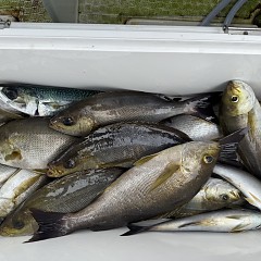 6月 14日（日）午前便・イサキ釣りの写真その12
