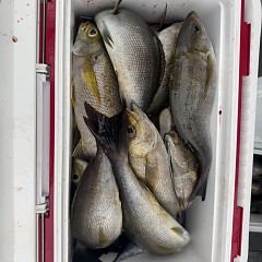 6月 14日（日 午後便・イサキ釣りの写真その11