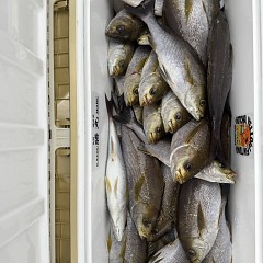 6月 14日（日 午後便・イサキ釣りの写真その6