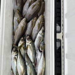 6月 14日（日 午後便・イサキ釣りの写真その9