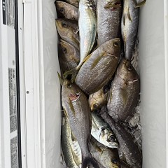 6月 14日（日 午後便・イサキ釣りの写真その10