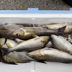 6月 16日（火）午後便・イサキ釣りの写真その1