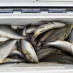 6月 16日（火）午後便・イサキ釣りの写真その2