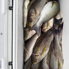 6月 16日（火）午後便・イサキ釣りの写真その3