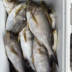 6月 16日（火）午後便・イサキ釣りの写真その4