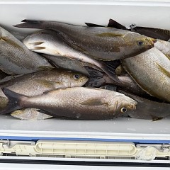 6月 16日（火）午後便・イサキ釣りの写真その5