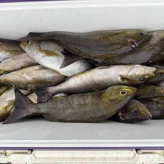 6月 16日（火）午後便・イサキ釣りの写真その6