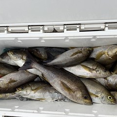 6月 16日（火）午後便・イサキ釣りの写真その8