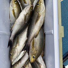 6月 16日（火）午後便・イサキ釣りの写真その12