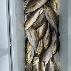 6月 16日（火）午前便・イサキ釣りの写真その7
