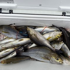 6月 16日（火）午前便・イサキ釣りの写真その11