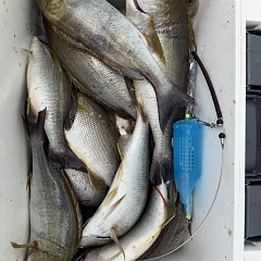6月 16日（火）午前便・イサキ釣りの写真その12