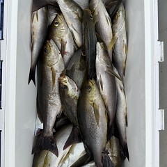 6月 17日（水）午前便・イサキ釣りの写真その10