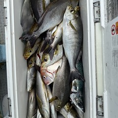 6月 17日（水）午前便・イサキ釣りの写真その11