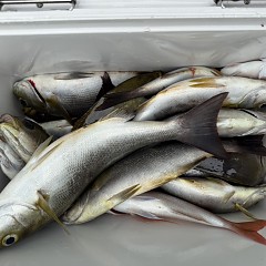 6月 17日（水）午前便・イサキ釣りの写真その12