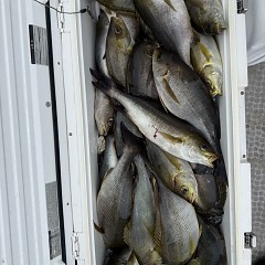 6月 18日(木)午前便・イサキ釣りの写真その7