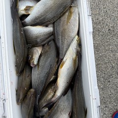 6月 18日(木)午前便・イサキ釣りの写真その10