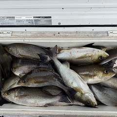 6月 18日(木)午前便・イサキ釣りの写真その12
