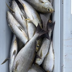6月 18日（木）午後便・イサキ釣りの写真その10