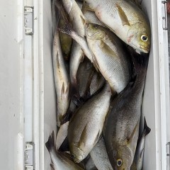 6月 18日（木）午後便・イサキ釣りの写真その11