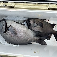 6月18日(木)午前便・イシダイ釣りの写真その4