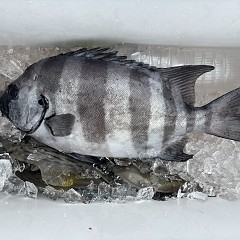 6月18日(木)午前便・イシダイ釣りの写真その6