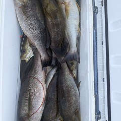 6月 18日（木）午後便・イサキ釣りの写真その4