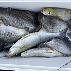 6月 18日（木）午後便・イサキ釣りの写真その7