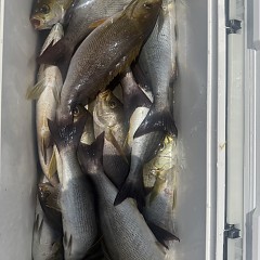 6月 19日（金）午前便・イサキ釣りの写真その8