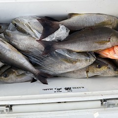 6月 19日(金)午後便・イサキ釣りの写真その7