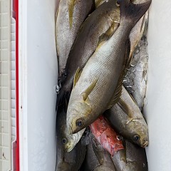 6月 19日(金)午後便・イサキ釣りの写真その9