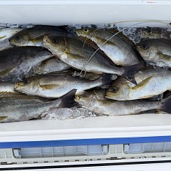 6月 19日(金)午後便・イサキ釣りの写真その1