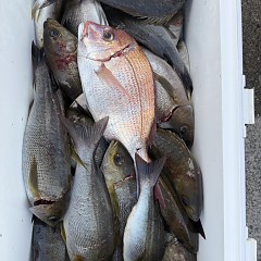 6月 19日(金)午後便・イサキ釣りの写真その3