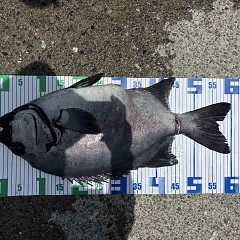 6月19日（金）午前便・イシダイ釣りの写真その6