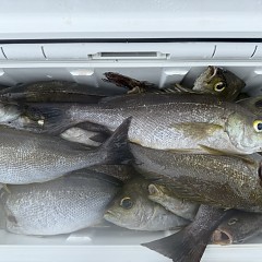 6月 20日(土)午前便・イサキ釣りの写真その11