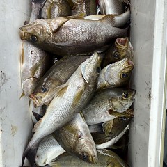 6月 20日(土)午前便・イサキ釣りの写真その12
