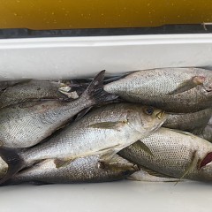 6月 20日(土)午後便・イサキ釣りの写真その8