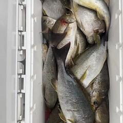 6月 20日(土)午後便・イサキ釣りの写真その10
